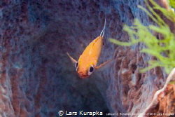 Dive site Lecuan 2 in Bunaken, Indonesia by Lars Kurapka 